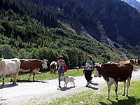 Kühe auf dem Weg zur Salzachjochhütte